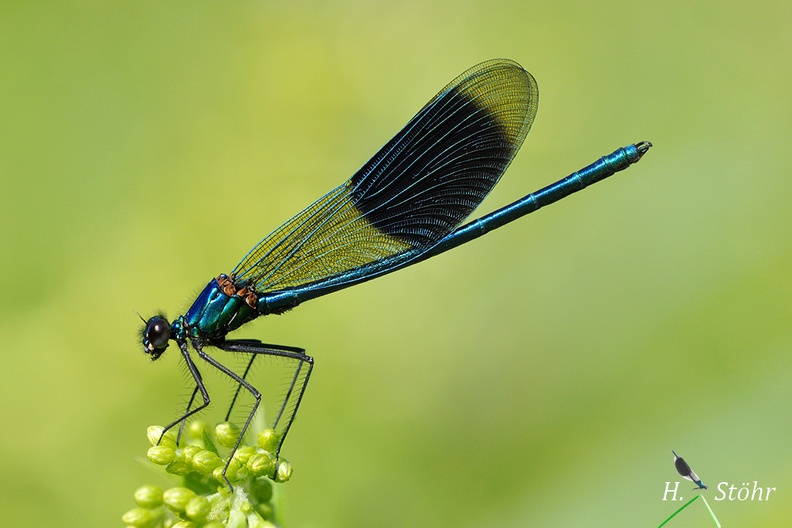 Calopteryx splendens.jpg